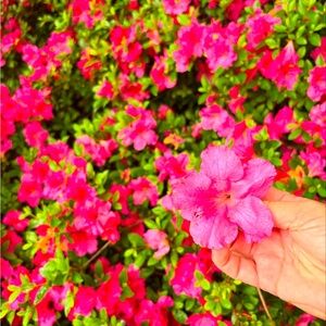 Meet your Posher, Abigail